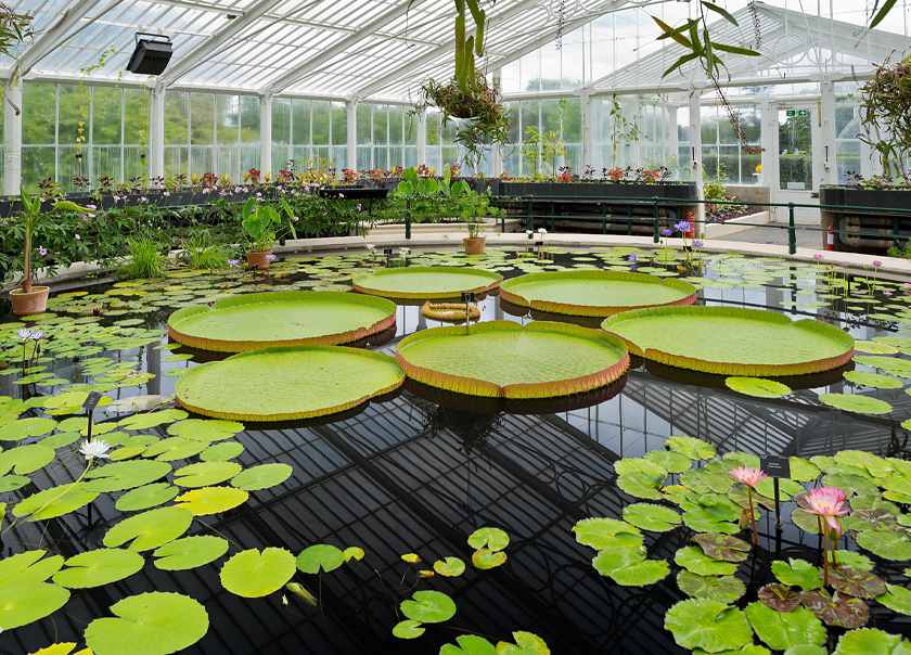 Kew Gardens is one of the world’s most renowned botanical gardens, and it’s easy to see why