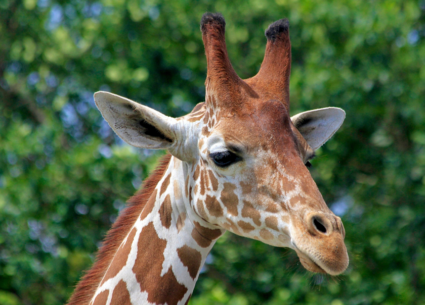 Chester Zoo is home to 11,000 animals, including some of the world’s most endangered species