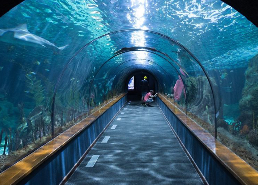 Aquatic amazement at SeaLife in Manchester